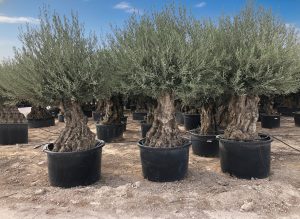 Olivier Olea Europea - Bonsaï d'olivier rustique 250 centimètres avec pot - 150 ans d'âge - donne des olives
