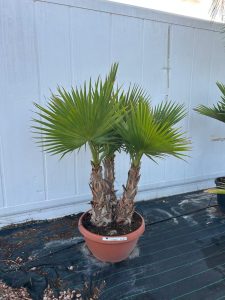 Palmier Washingtonia Robusta - Tronc Multi - 220 cm avec pot - Palmier éventail mexicain