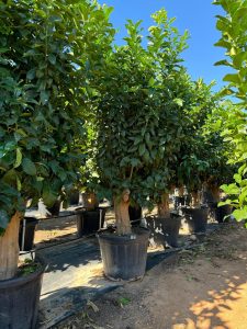 Citronnier Grand XXXL 240 cm - 25 Ans -Citrus Citron Vert - Circonférence du Tronc : 50/60 cm - Endroits ensoleillés - Fruit