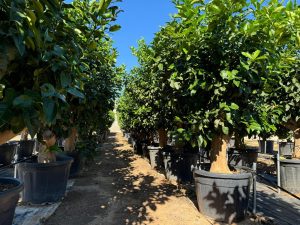 Citronnier Grand XXXL 240 cm - 25 Ans -Citrus Citron Vert - Circonférence du Tronc : 50/60 cm - Endroits ensoleillés - Fruit