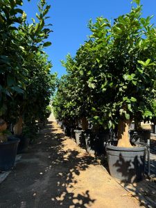 Citronnier Grand XXXL 240 cm - 25 Ans -Citrus Citron Vert - Circonférence du Tronc : 50/60 cm - Endroits ensoleillés - Fruit