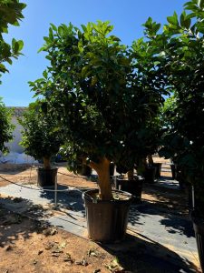 Citronnier Grand XXXL 240 cm - 25 Ans -Citrus Citron Vert - Circonférence du Tronc : 50/60 cm - Endroits ensoleillés - Fruit