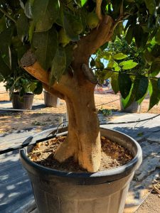 Citronnier Grand XXXL 240 cm - 25 Ans -Citrus Citron Vert - Circonférence du Tronc : 50/60 cm - Endroits ensoleillés - Fruit