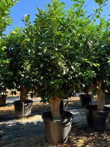 Citronnier Grand XXXL 240 cm - 25 Ans -Citrus Citron Vert - Circonférence du Tronc : 50/60 cm - Endroits ensoleillés - Fruit