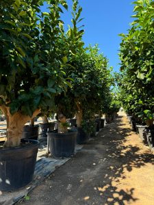 Citronnier Grand XXXL 240 cm - 25 Ans -Citrus Citron Vert - Circonférence du Tronc : 50/60 cm - Endroits ensoleillés - Fruit