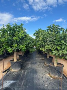 Citronnier Grand XL 200 cm - 20 Ans -Citrus Citron Vert - Circonférence du Tronc : 30/40 cm - Arbre fruitier - Endroits ensoleillés - Fruit