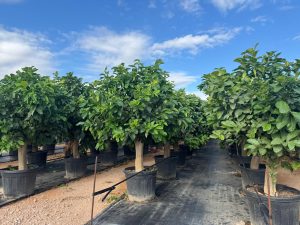 Citronnier Grand XL 200 cm - 20 Ans -Citrus Citron Vert - Circonférence du Tronc : 30/40 cm - Arbre fruitier - Endroits ensoleillés - Fruit