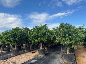 Citronnier Grand XL 200 cm - 20 Ans -Citrus Citron Vert - Circonférence du Tronc : 30/40 cm - Arbre fruitier - Endroits ensoleillés - Fruit