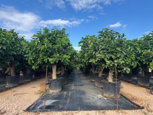 Citronnier Grand XL 200 cm - 20 Ans -Citrus Citron Vert - Circonférence du Tronc : 30/40 cm - Arbre fruitier - Endroits ensoleillés - Fruit