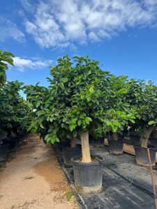 Citronnier Grand XL 200 cm - 20 Ans -Citrus Citron Vert - Circonférence du Tronc : 30/40 cm - Arbre fruitier - Endroits ensoleillés - Fruit