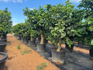 Citronnier Grand XL 200 cm - 20 Ans -Citrus Citron Vert - Circonférence du Tronc : 30/40 cm - Arbre fruitier - Endroits ensoleillés - Fruit