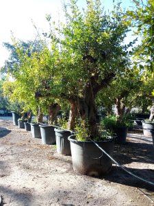 Sunny Tree – Grenadier 50 ans – Résistant au froid – Arbre fruitier – Punica granatum – Hauteur 240 centimètres – Qualité A+