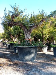 Sunny Tree – Grenadier 50 ans – Résistant au froid – Arbre fruitier – Punica granatum – Hauteur 240 centimètres – Qualité A+