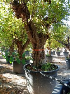 Sunny Tree – Grenadier 50 ans – Résistant au froid – Arbre fruitier – Punica granatum – Hauteur 240 centimètres – Qualité A+