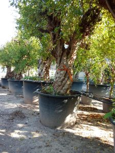 Sunny Tree – Grenadier 50 ans – Résistant au froid – Arbre fruitier – Punica granatum – Hauteur 240 centimètres – Qualité A+