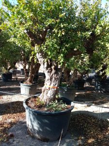 Sunny Tree – Grenadier 50 ans – Résistant au froid – Arbre fruitier – Punica granatum – Hauteur 240 centimètres – Qualité A+