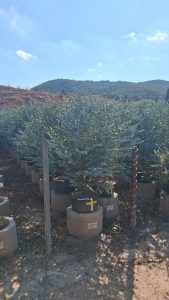 Eucalyptus - Plante Gunnii « Azura » - 90 cm - Résistant à l'hiver