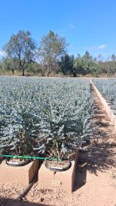 Eucalyptus - Plante Gunnii « Azura » - 90 cm - Résistant à l'hiver