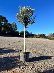 Olivier méditerranéen Olea europaea 170 cm – Résistant au gel jusqu’à -18 °C – Ambiance méditerranéenne pour le jardin et la terrasse - 15 ans