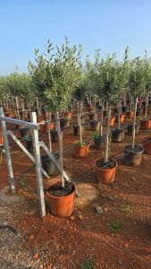 Olivier méditerranéen Olea europaea 160 cm – Résistant au gel jusqu’à -18 °C – Ambiance méditerranéenne pour le jardin et la terrasse