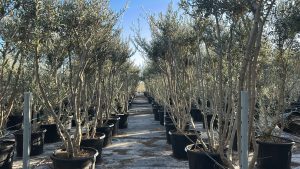 Olivier Olea Europaea en forme d'arbuste - Buisson - 220-240 cm de haut - 30 ans - Olea europaea - Résistant au froid jusqu'à -18 ans