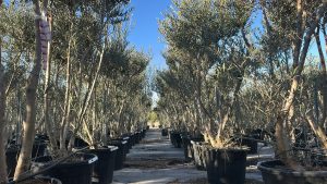 Olivier Olea Europaea en forme d'arbuste - Buisson - 220-240 cm de haut - 30 ans - Olea europaea - Résistant au froid jusqu'à -18 ans