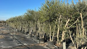 Olivier Olea Europaea en forme d'arbuste - Buisson - 220-240 cm de haut - 30 ans - Olea europaea - Résistant au froid jusqu'à -18 ans