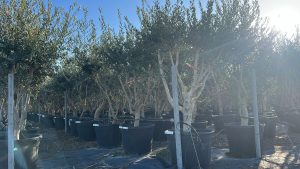 Olivier Olea Europaea en forme d'arbuste - Buisson - 180-200 cm de haut - 20 ans - Olea europaea - Résistant au froid jusqu'à -18 ans