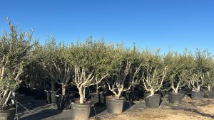 Olivier Olea Europaea en forme d'arbuste - Buisson - 180-200 cm de haut - 20 ans - Olea europaea - Résistant au froid jusqu'à -18 ans