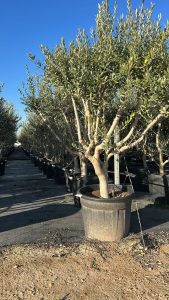 Olivier Olea Europaea en forme d'arbuste - Buisson - 180-200 cm de haut - 20 ans - Olea europaea - Résistant au froid jusqu'à -18 ans