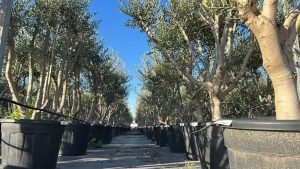 Olivier Olea Europaea en forme d'arbuste - Buisson - 180-200 cm de haut - 20 ans - Olea europaea - Résistant au froid jusqu'à -18 ans