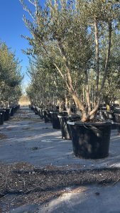 Olivier Olea Europaea en forme d'arbuste - Buisson - 180-200 cm de haut - 20 ans - Olea europaea - Résistant au froid jusqu'à -18 ans