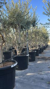 Olivier Olea Europaea en forme d'arbuste - Buisson - 180-200 cm de haut - 20 ans - Olea europaea - Résistant au froid jusqu'à -18 ans