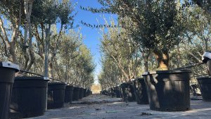 Olivier Olea Europaea en forme d'arbuste - Buisson - 180-200 cm de haut - 20 ans - Olea europaea - Résistant au froid jusqu'à -18 ans