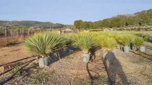 Yucca Rostrata - Palmier - Hauteur de tige 15/20 cm - 100 cm - Lys de palmier rustique