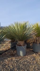 Yucca Rostrata - Palmier - Hauteur de tige 15/20 cm - 100 cm - Lys de palmier rustique