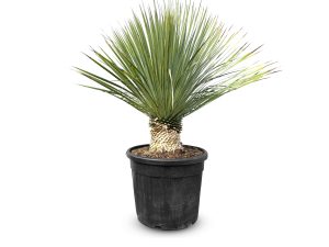 Yucca Rostrata - Palmier - Hauteur de tige 15/20 cm - 100 cm - Lys de palmier rustique