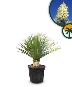 Yucca Rostrata - Palmier - Hauteur de tige 15/20 cm - 100 cm - Lys de palmier rustique