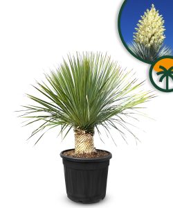 Yucca Rostrata - Palmier - Hauteur de tige 20/30 cm - 120 cm - Lys de palmier rustique
