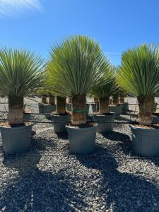 Yucca Rostrata - Palmier - Hauteur de la tige 40/50 cm - 160 cm - Lys de palmier rustique