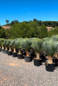 Yucca Rostrata - Palmier - Hauteur de la tige 40/50 cm - 160 cm - Lys de palmier rustique