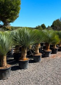 Yucca Rostrata - Palmier - Hauteur de la tige 40/50 cm - 160 cm - Lys de palmier rustique