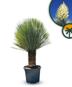 Yucca Rostrata - Palmier - Hauteur de la tige 40/50 cm - 160 cm - Lys de palmier rustique