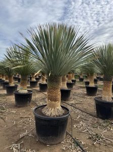 Yucca Rostrata - Palmier - Hauteur de la tige 50/60 cm - 180 cm - Lys de palmier rustique