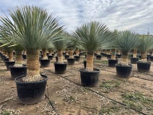 Yucca Rostrata - Palmier - Hauteur de la tige 50/60 cm - 180 cm - Lys de palmier rustique