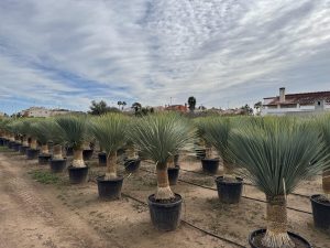 Yucca Rostrata - Palmier - Hauteur de la tige 50/60 cm - 180 cm - Lys de palmier rustique
