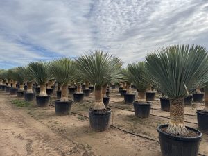 Yucca Rostrata - Palmier - Hauteur de la tige 50/60 cm - 180 cm - Lys de palmier rustique