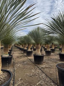 Yucca Rostrata - Palmier - Hauteur de la tige 50/60 cm - 180 cm - Lys de palmier rustique