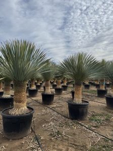 Yucca Rostrata - Palmier - Hauteur de la tige 50/60 cm - 180 cm - Lys de palmier rustique