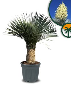 Yucca Rostrata - Palmier - Hauteur de la tige 50/60 cm - 180 cm - Lys de palmier rustique